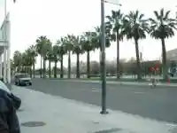 Пальмовые аллеи в Сан-Хосе не редкость